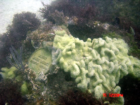 [Image: Sarasota-reef-growth.jpg]