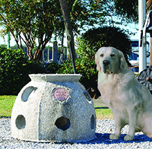 dog with medium size reef ball